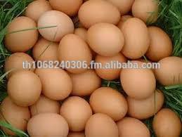 Organic Fresh Chicken Table Eggs Fertilized Hatching Eggs Thailand