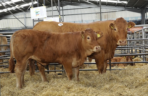 summer farm by norman maccaig essay summer farm by norman maccaig essay