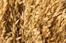 Oats