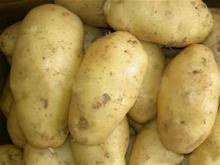 HOLLAND POTATOES