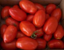 FRESH TOMATOES