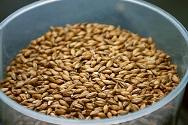 Barley