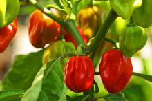 fresh hot pepper. habanero and scotch bonnet