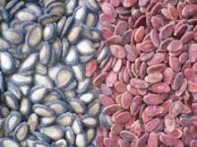 Black / Red Watermelon Seeds