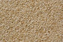 Sell Sesame seeds