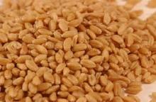 wheat