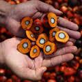 Hot Selling 100% Purity Refined Edible RBD Vegetable Palm Oil