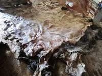 Wet Salted Buffalo Hides