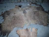 Wet Salted Camel Hides