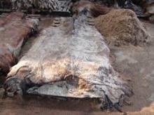 Wet Salted Horse Hides