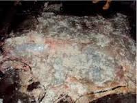 Wet Salted Donkey Hides