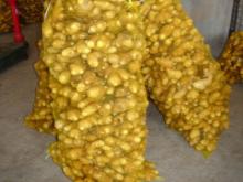 Ginger oil