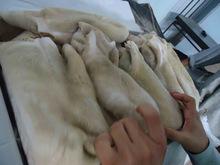 Frozen Beef Tripe