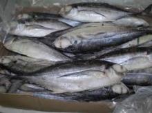 mackerel whole jack fish canned sardine related