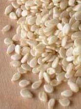 White Sesame seed 5000 MT Stock is available