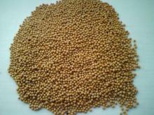 White mustard (Sinapis Alba)