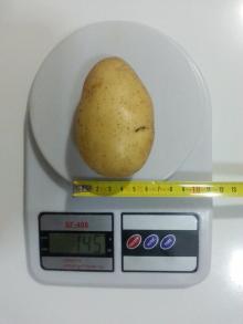 Potato
