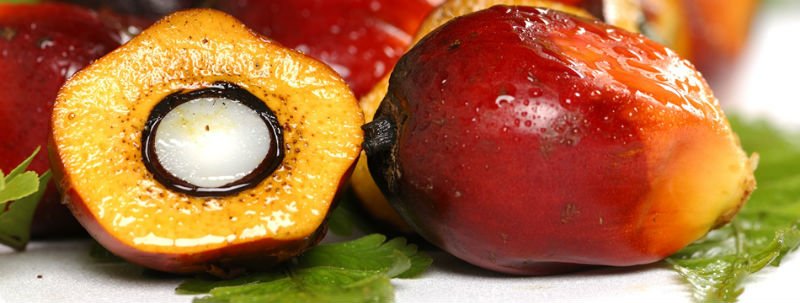 RBD PALM OIL India Price Supplier 21food rbd-palm-oil-india-price-supplier-21food