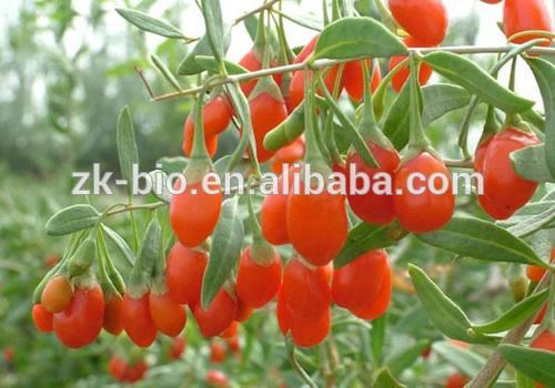 Factory supply pure natural Goji berry extract powder