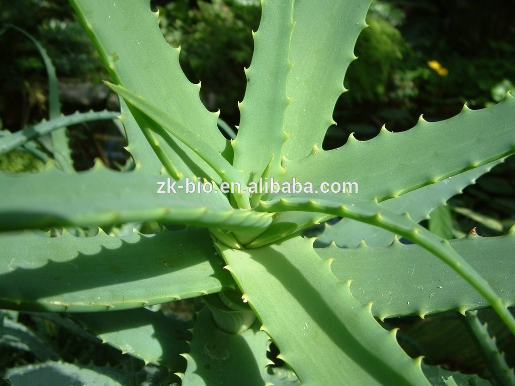 Aloe Vera Whole Leaf Freeze Dried Powderchina Zk Price Supplier 21food 4975