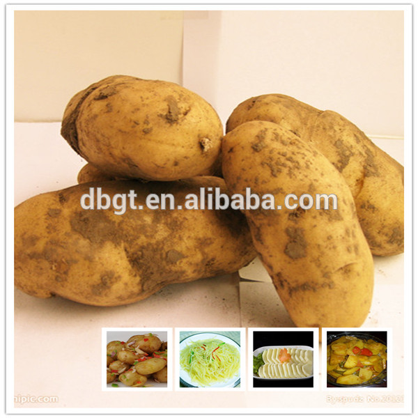 New Fresh organic potatoes in Bangladesh,China DBGuoTai price supplier ...