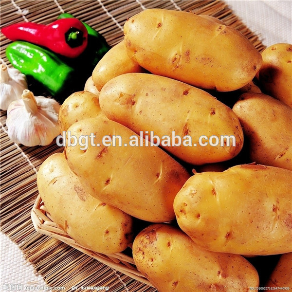 2014 fresh potato,new potato seed,China DBGT price supplier - 21food