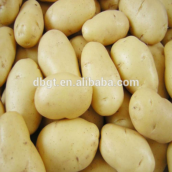 Bright yellow flesh fresh potatoes,China Guotai price supplier - 21food