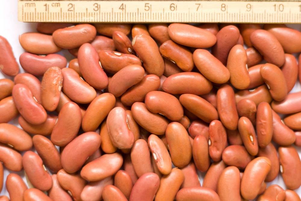 Light Red Kidney Beans South Africa Price Supplier 21food   1412770174239703 