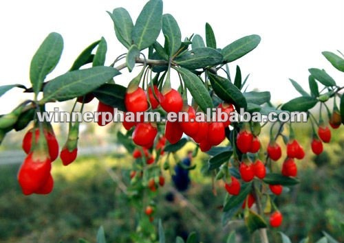 Dried Goji Wolfberry Extract Powdergoji Berry Pe 101 201 50 Polysaccharideschina Wn 6196