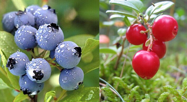 lingonberry fruit