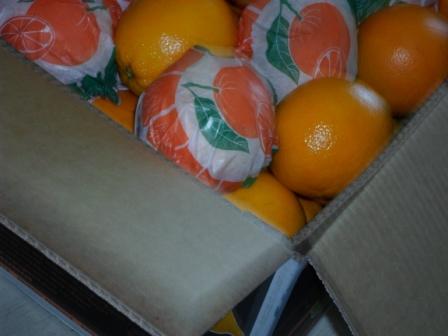 Citrus orange ( navel, Valencia )