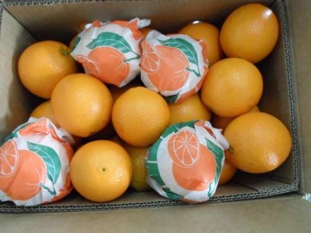 Fresh Navel Orange (48/56/64/72/80/88/100/113) - China Navel Orange, Fruit