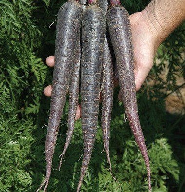 Black carrot juice concentrate/Purple carrot juice concentrate/Natural vegetable juice/Plant extract