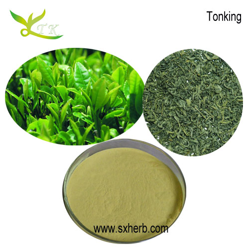 Direct manufacturer supply Natural green tea extract powder 90 polyphenols