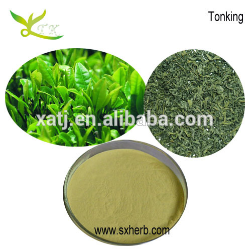 50-98% Green Tea Extract Tea polyphenol green tea extract powder