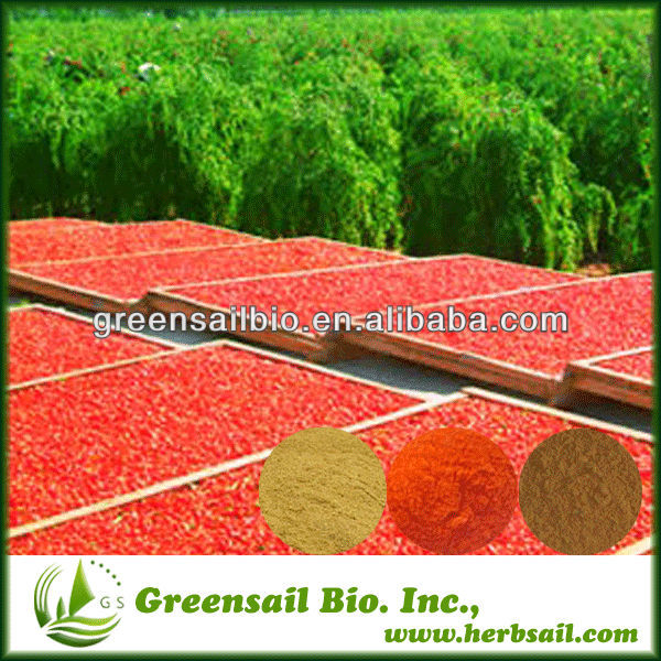 Manufacture Different Specification Dried Goji berry powder
