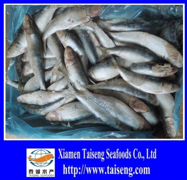 Low Price Canned Sagax Sardinella Sardine Fish,China TAISENG price ...