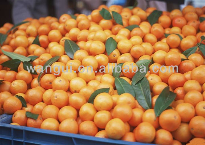 New Harvest Fresh Baby Honey Mandarin Orange,China Wangui or OEM price ...