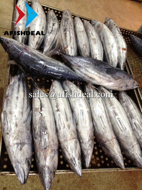 Skipjack Tuna,Vietnam price supplier - 21food