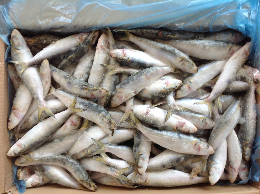 20-30pcs/kg Frozen sardine for canning,China price supplier - 21food