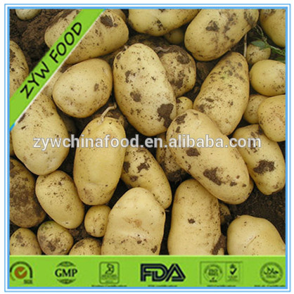 Sweet India Fresh Potato For Price,China Fresh Holland Potato price