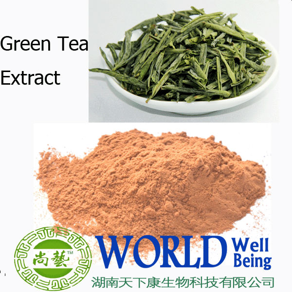 best green tea extract /top quality green tea extract powder / natural