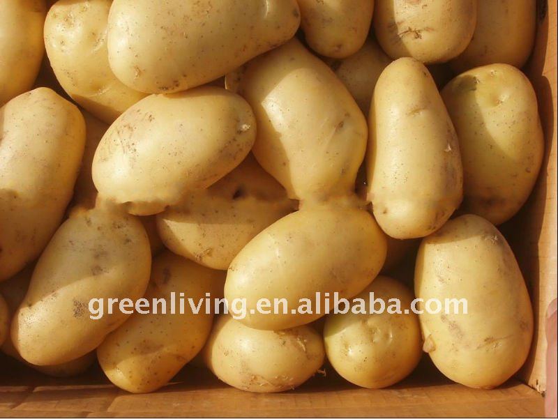 fresh potato producer from china With good quality and competitive ...