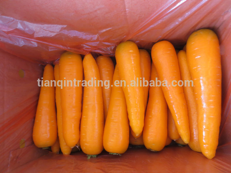 Fresh China Carrot , Red Carrot,China TIANQIN price supplier - 21food