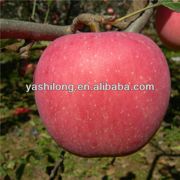 Fruit Fresh Red Paper Bagged Qinguan Apple China Manufacturer