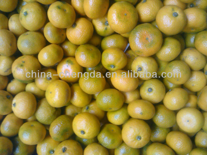 2013 Fresh baby orange(3.5cm-6cm),China Chengda price supplier - 21food