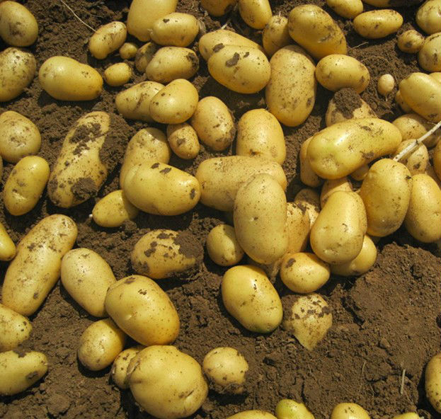 2014 new crop China holland fresh potato,China Unique price supplier ...