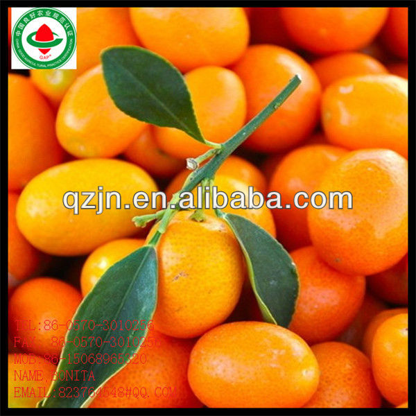 sweet mandarin orange,China CHAIJIA price supplier - 21food