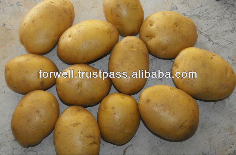 Fresh Rosetta Potato,Egypt For Well Export & Import price supplier - 21food