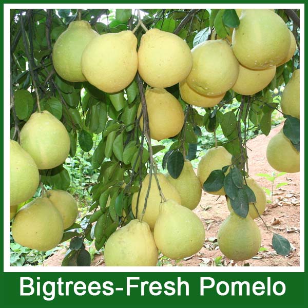 Bigtrees fresh honey pomelo